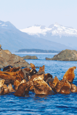 seals